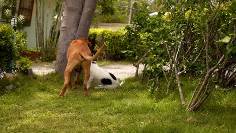 dogs playing