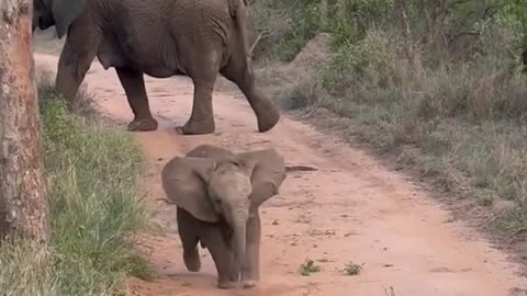 Baby Elephant Charges at Safari - so cute!