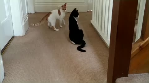 Funny ! Cat Fight