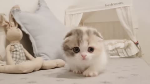 Cat trending on video short lag cat pets animals