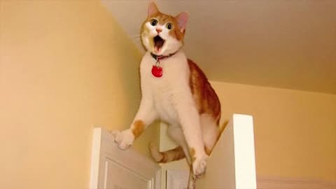 Funny cat video 2024 Try not to laugh😂