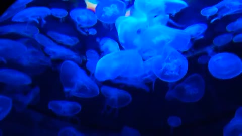 Very beautiful blue color for jellyfish🐠