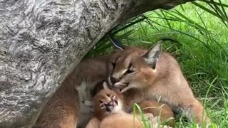 lynx cubs and their protective mother