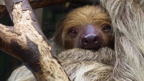 Sloth (Folivora) in a Tree