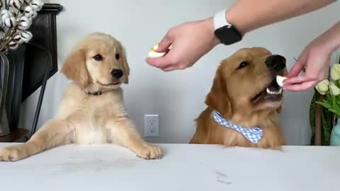 Dog Reviews Food With Baby Puppy | Tucker Taste Test 20