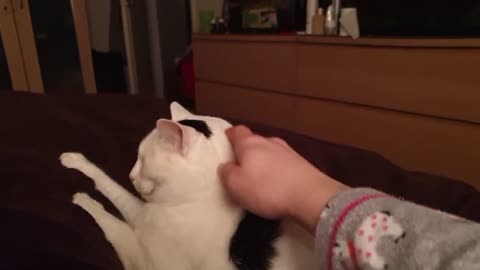 Grumpy Cat Hates Sharing The Bed With Her Owner