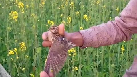 Hunting of special birds in remote area