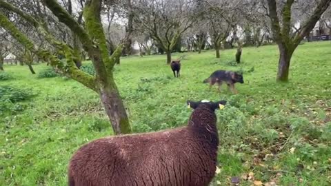 Rolling out bales of hay that have mould prevents ewes from getting sick