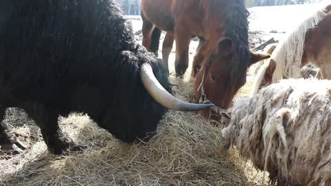 Cattle, horses and sheep all share breakfast together