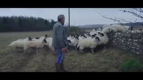 Jeremy's 'Disobedient' Sheep Provide Gerald With Some Work - Clarkson's Farm - Prime Video_Cut