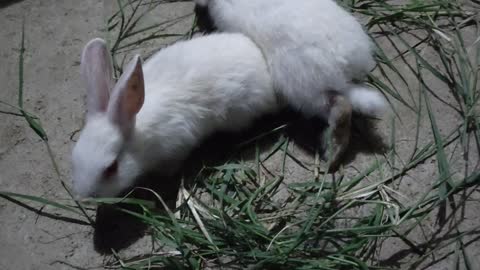 Rabbit Video