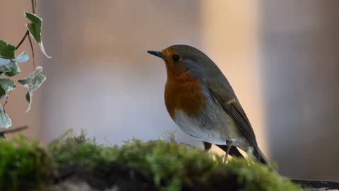 Robin Bird