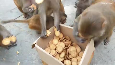 How_polite_and_discipline_monkey_are_sharing_one_box_biscuits_to_eat(360p)