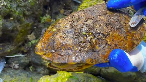 Cute sea turtle desperate searching for help becoz can't remove the parasite barnacles by herself