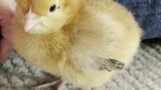 Chick Goes Back to the Hatchery