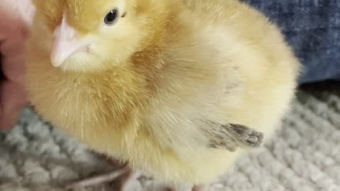 Chick Goes Back to the Hatchery