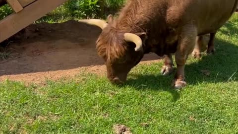 Huckleberry the Bull Gets Himself Stuck In a Shed