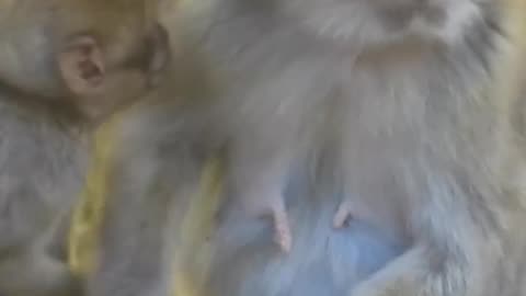 "Adorable Monkey Baby's Milk Feeding Routine | Cute and Heartwarming Moments"