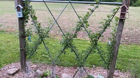 2023 Summer Pruning a Belgian Fence