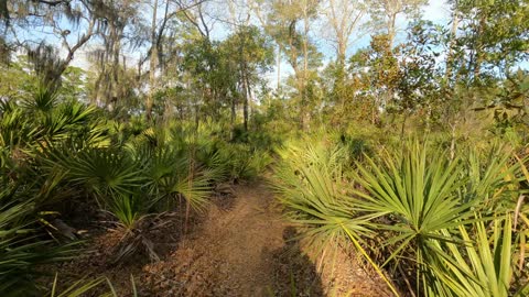 Yearling Trail in the Ocala National Forest Hike Part 2