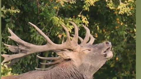 swamp deer,