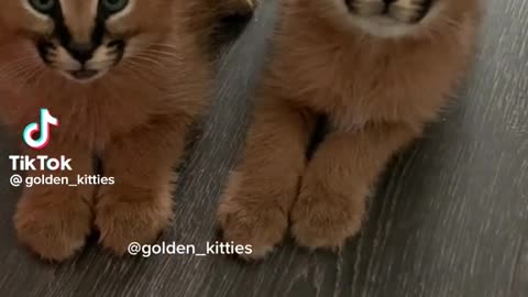 Cute cat videos tiktok