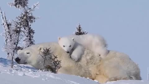 "Cuddle Therapy: Adorable Polar Bear Cub Napping Comfortably on Mom's Warm Embrace"