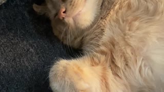 Super Relaxed Cat on Couch