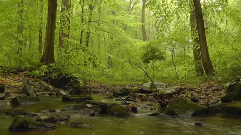 Relax - Panorama of a green forest and sounds of a mountain river