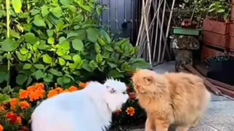 Cute cat beautiful cat viral Video I Two cats get a Little fun