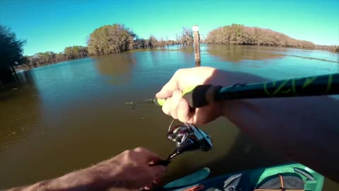 Seeing the renowned Tree Tunnel on Lake Caddo and kayaking while our dog fishes