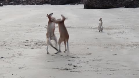 Wallaby fight on the beach