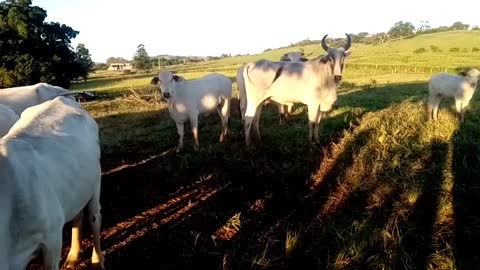 Tendo que fazer isso pra não deixar emagrecer... pastagem acabando, inverno!