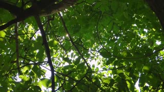 The Sun Light Nature videos under Trees