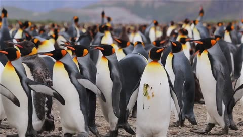 Walking penguin 🐧#rumble#penguin#zoo