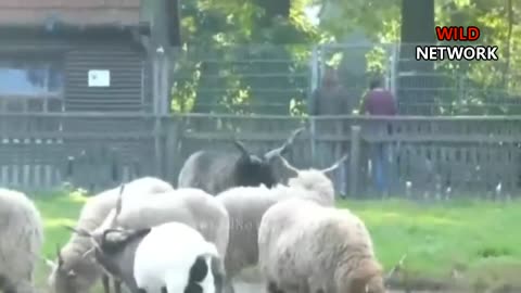 Goat fight