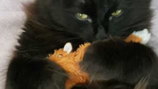 Bessie LOVES catnip