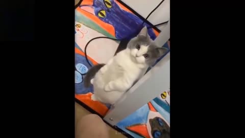 Super funny Cats And Dogs