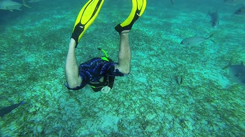 Playing With Wild Stingrays