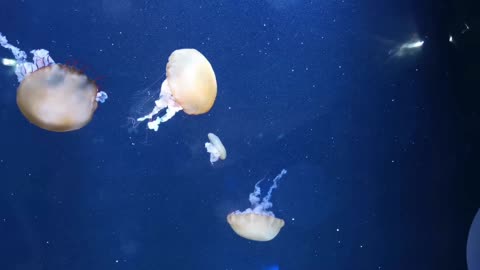 Awesom Jellyfish on the ocean