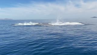 Blue Whales Double Breach