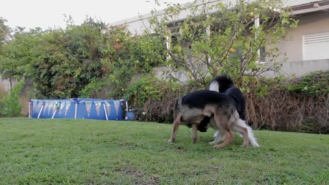 Dogs playing fany