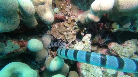 Sea Krait on a hunt