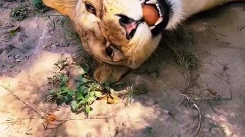 Big cats trying eggs! 🥚