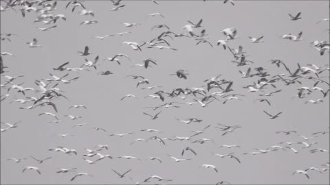 Migrating Snow Geese near Henderson Kentucky