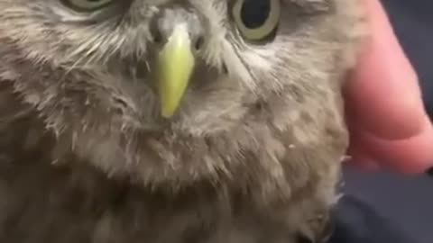 Owl lovers