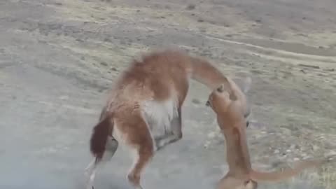 Puma kill Guanaco in Torres del paine National