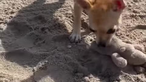 Tiny chihuahua playing games at the beach