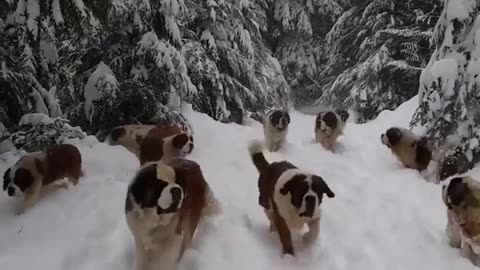 Dogs in snow