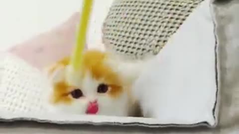 CUTE CAT ! FUNNY KITTEN VIDEO ! FUNNY CAT VIDEO !!!!
